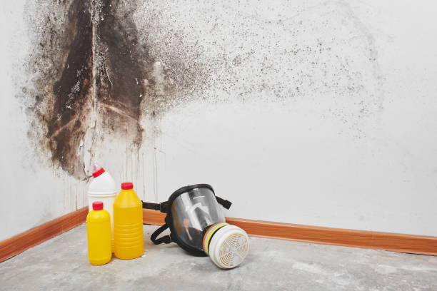 Best Mold Remediation  in Chillum, MD