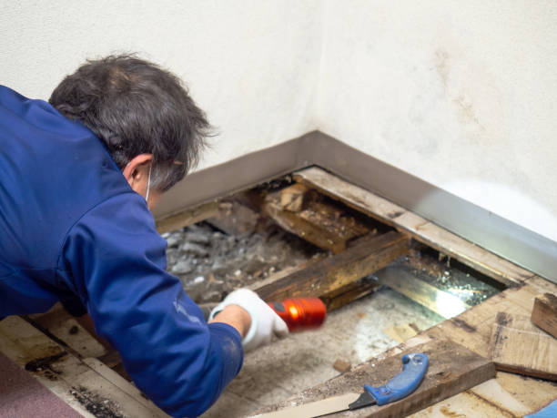 Best Office Mold Removal Services  in Chillum, MD
