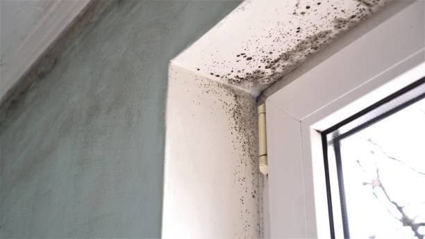 Best Residential Mold Removal  in Chillum, MD