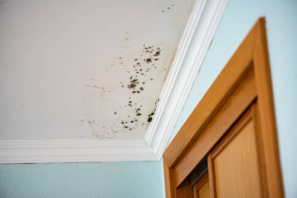 Professional Mold Removal in Chillum, MD