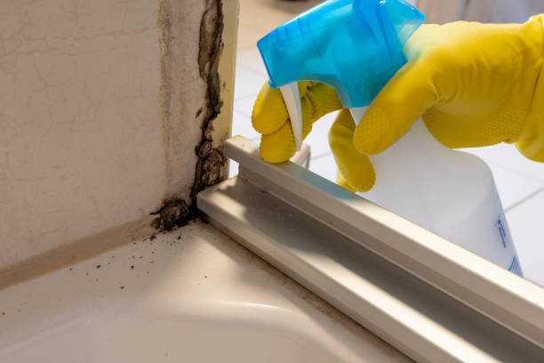 Best Office Mold Removal Services  in Chillum, MD