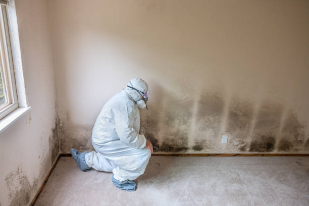 Best Toxic Mold Removal  in Chillum, MD