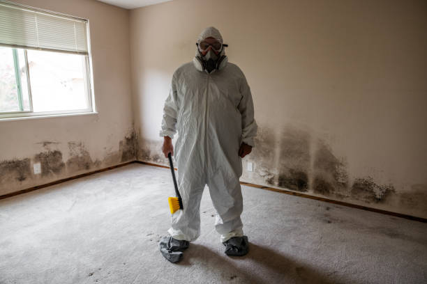 Best Commercial Mold Removal  in Chillum, MD