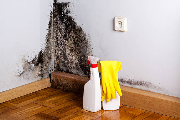 Best Attic Mold Removal  in Chillum, MD