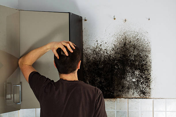 Best Mold Damage Repair  in Chillum, MD